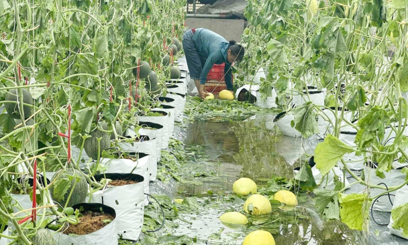 Nông nghiệp Nghệ An thiệt hại nặng nề sau bão số 5