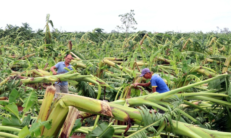 Khẩn trương khôi phục sản xuất nông nghiệp sau bão lũ