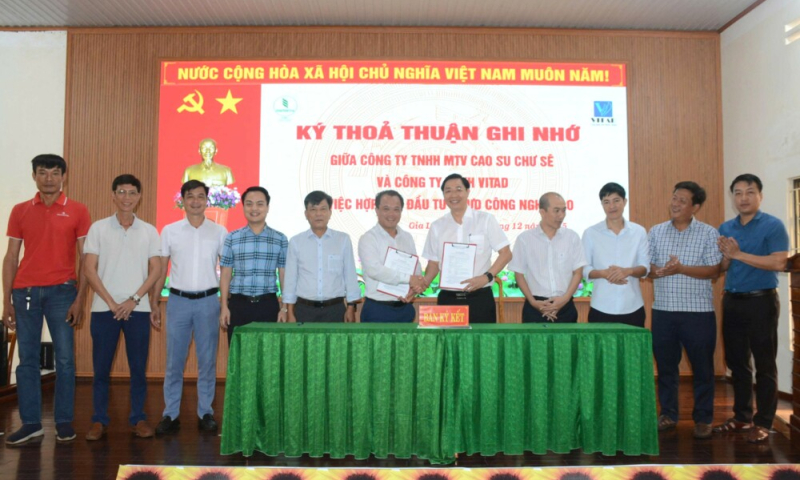 Cao su Chư Sê hợp tác với Vitad phát triển dự án trồng dứa công nghệ cao