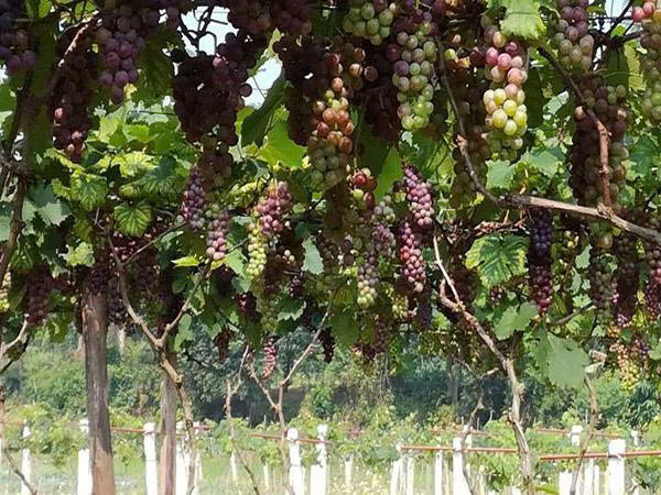 Tân Yên phát triển mô hình nho OCOP công nghệ cao - mở lối cho kinh tế nông nghiệp bền vững