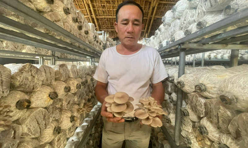 Sản phẩm OCOP Nấm sò Lam Cốt mở hướng phát triển mới cho địa phương