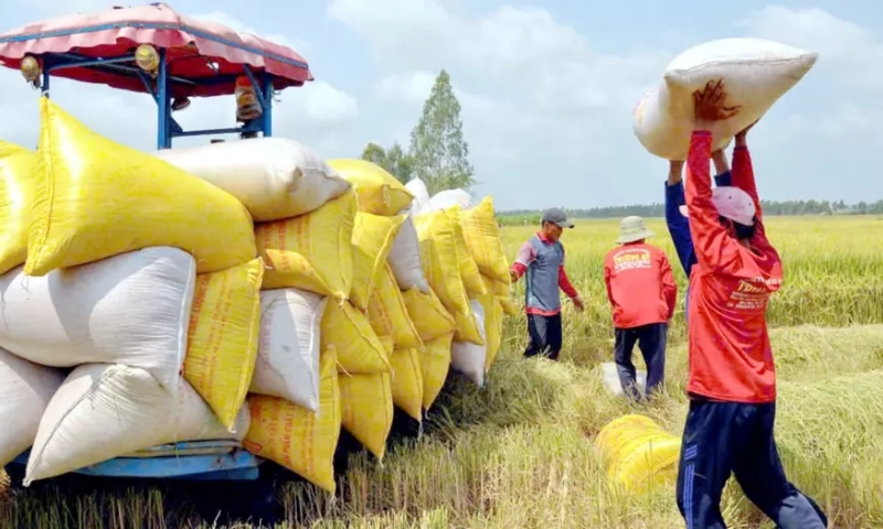 Giá lúa gạo biến động trái chiều