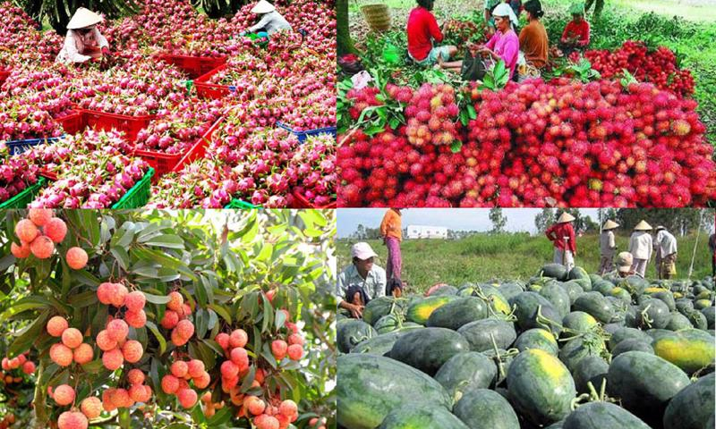 Trung Quốc chi 5,5 tỷ USD nhập khẩu rau quả Việt Nam