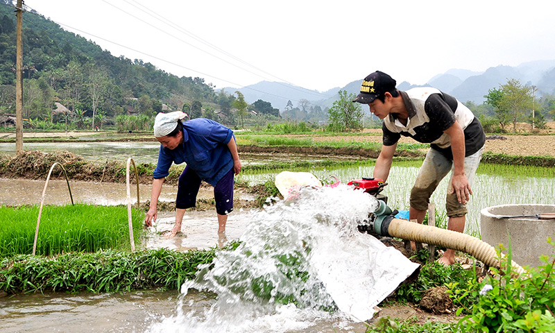 Gần 83% diện tích đã đủ nước gieo cấy vụ Đông Xuân