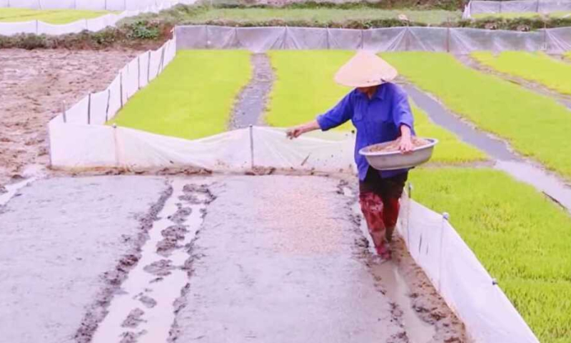 Một số lưu ý kỹ thuật trong sản xuất vụ đông xuân 2025 - 2026