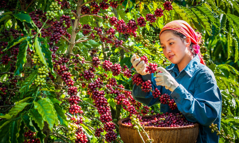 Vận hội mới cho “nông dân chuyên nghiệp”