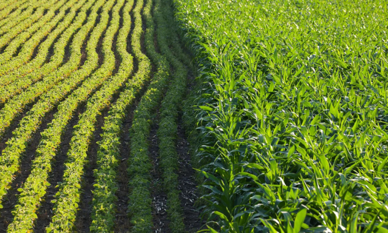 Tăng lợi nhuận thay vì chạy theo năng suất: Góc nhìn từ chuyên gia nông học Mỹ