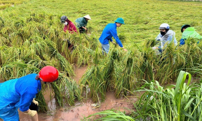 Đề xuất nâng hỗ trợ phí bảo hiểm nông nghiệp lên tới 95% cho hộ nghèo