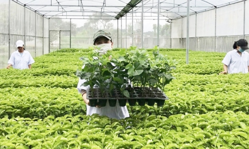 Xử lý nghiêm vi phạm trong buôn bán giống cây trồng giả