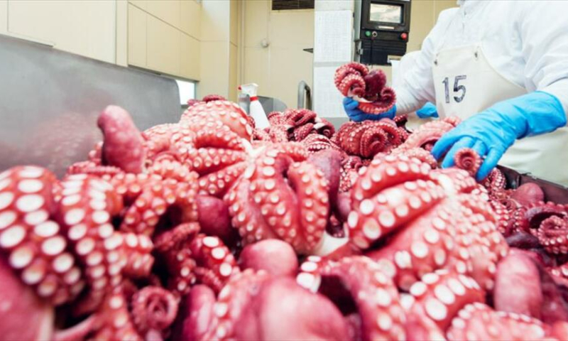 Xuất khẩu mực, bạch tuộc tăng trưởng mạnh