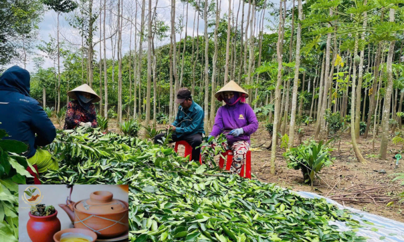 Trà Trầm Hương Tiên Việt: Giải pháp tự nhiên cho giấc ngủ ngon và sức khỏe