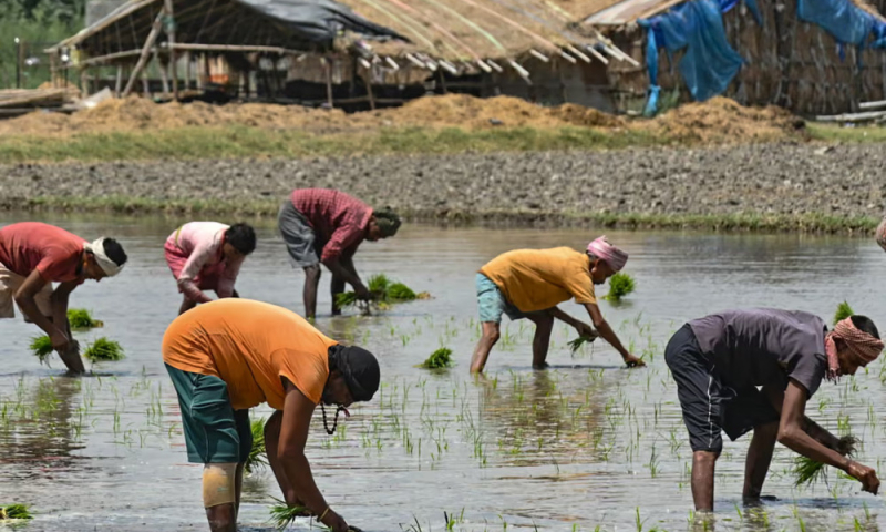 Thiếu phân bón vì chiến sự Iran, nông dân Nam Á đứng trước rủi ro mất mùa