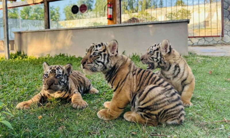 Ngắm 3 hổ con Bengal vừa chào đời tại FLC Zoo - Safari Park Quy Nhơn