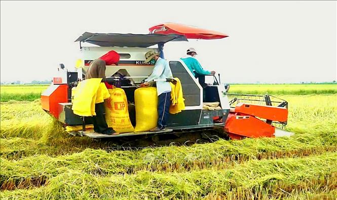 Giá gạo Đồng bằng sông Cửu Long tiếp tục tăng mạnh