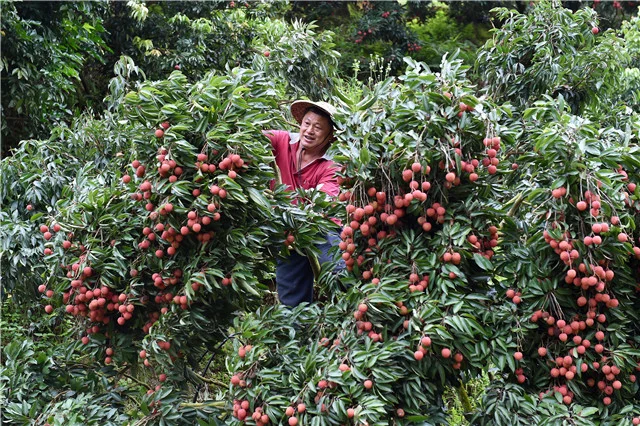 Vải đầu vụ giá tăng cao