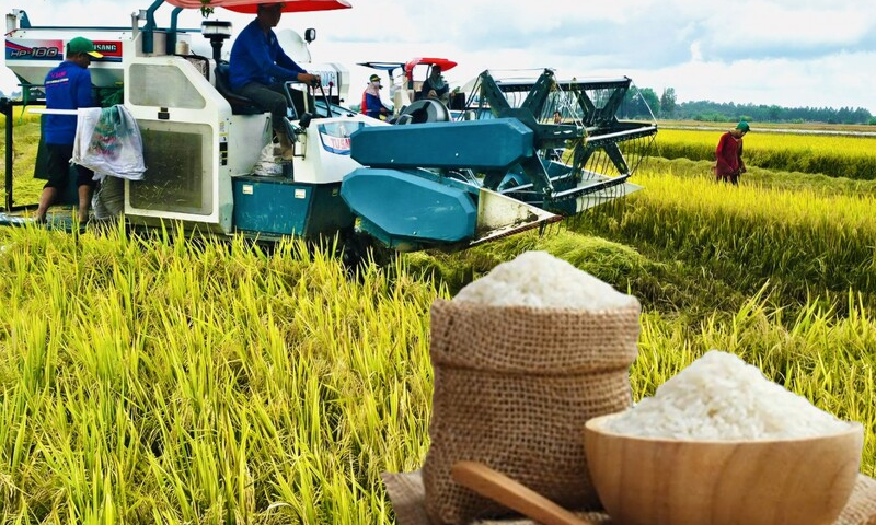 Nông dân ĐBSCL thêm kỳ vọng khi giá lúa gạo phục hồi