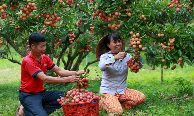 Bộ Công Thương vào cuộc hỗ trợ tiêu thụ, xuất khẩu quả vải