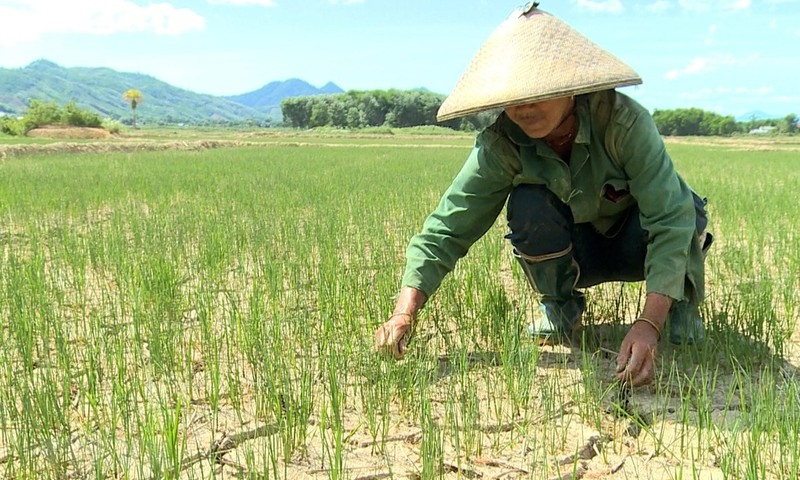 Nhiều đợt nắng nóng gay gắt ở Bắc và Trung Bộ trong tháng 6
