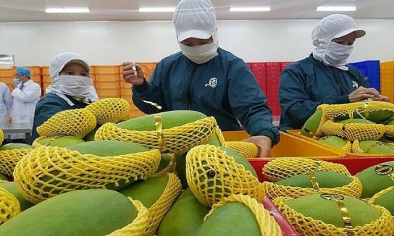 5 tháng xuất khẩu rau quả đạt gần 3 tỷ USD