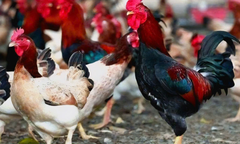 Gà đồi Ba Vì tại xã Quảng Oai khẳng định giá trị từ quy trình chăn nuôi sạch