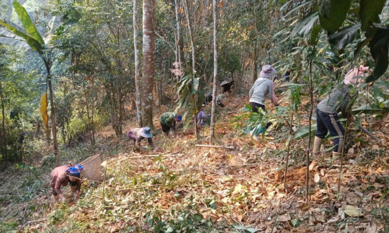 Dưới tán rừng Tam Quang: Sa nhân tím vươn mình phát triển