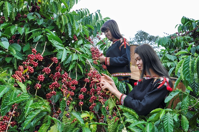 Lo ngại nguồn cung giá cà phê tăng trở lại