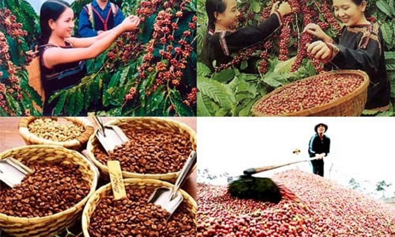 Xuất khẩu cà phê vẫn chịu sức ép lớn từ giá