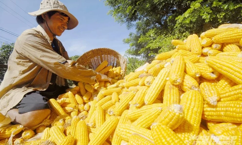 Công nghệ chỉnh sửa gen tạo động lực nghiên cứu, làm chủ ngành nông nghiệp
