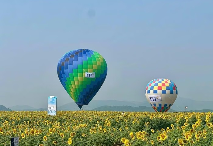 Từ 14/10, cánh đồng hướng dương 150 ha của TH mở cửa tự do đón khách