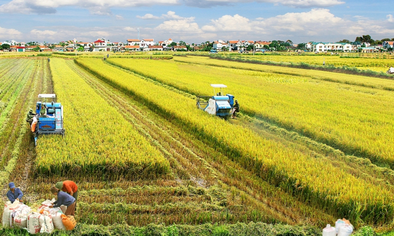Đề xuất bỏ yêu cầu mã số vùng trồng riêng đối với lúa gạo