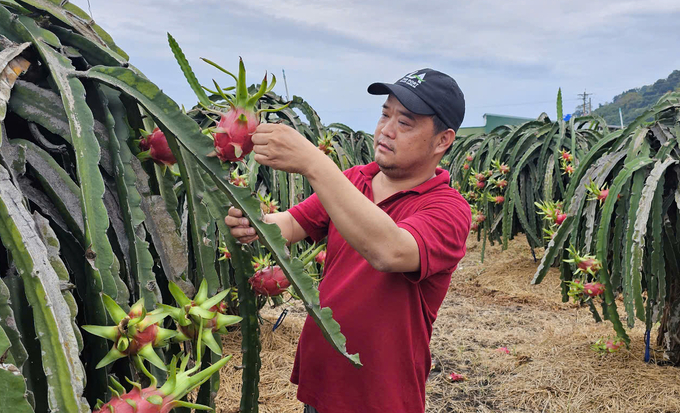 Trang trại thanh long 46ha xuất sang nhiều thị trường khó tính