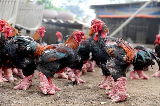 Đặc sản gà Đông Tảo hút khách dịp Tết
