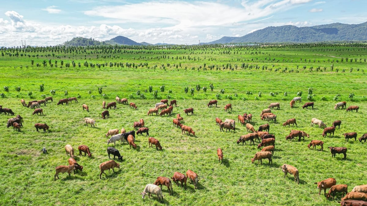Cuộc đua chăn nuôi năm 2026 bùng nổ: Loạt 
