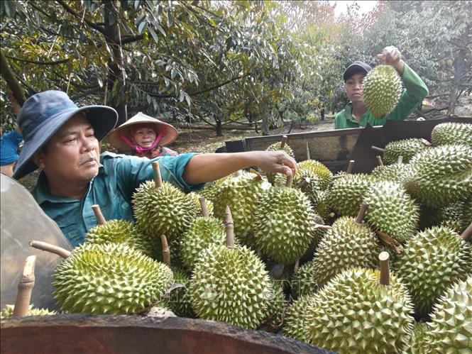 Chuẩn hóa sản xuất, nâng tầm thương hiệu sầu riêng Việt