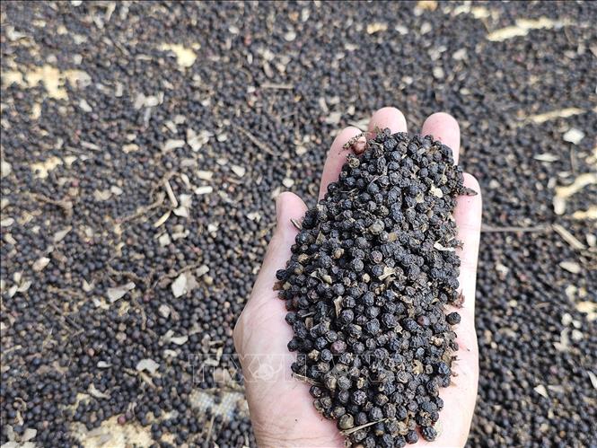 5 tháng đầu năm xuất khẩu hồ tiêu tăng 21,7%