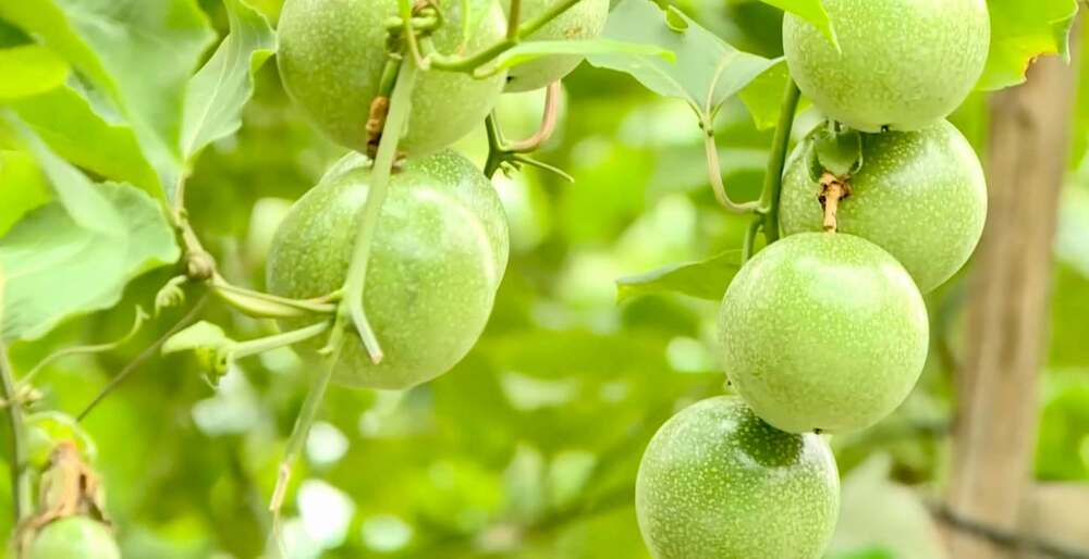 Chanh leo Việt Nam tăng trưởng xuất khẩu phải đi cùng chuẩn hóa