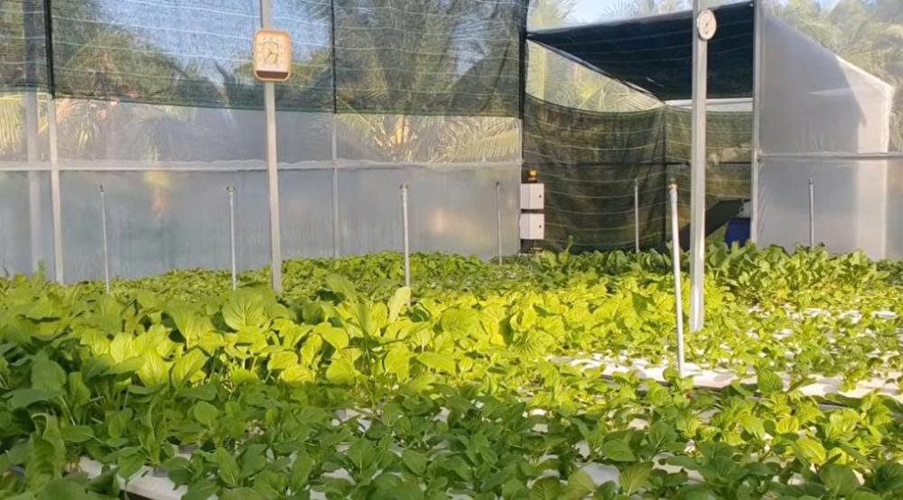 Đầu tư nhà màng nông nghiệp mở lối nâng cao giá trị kinh tế
