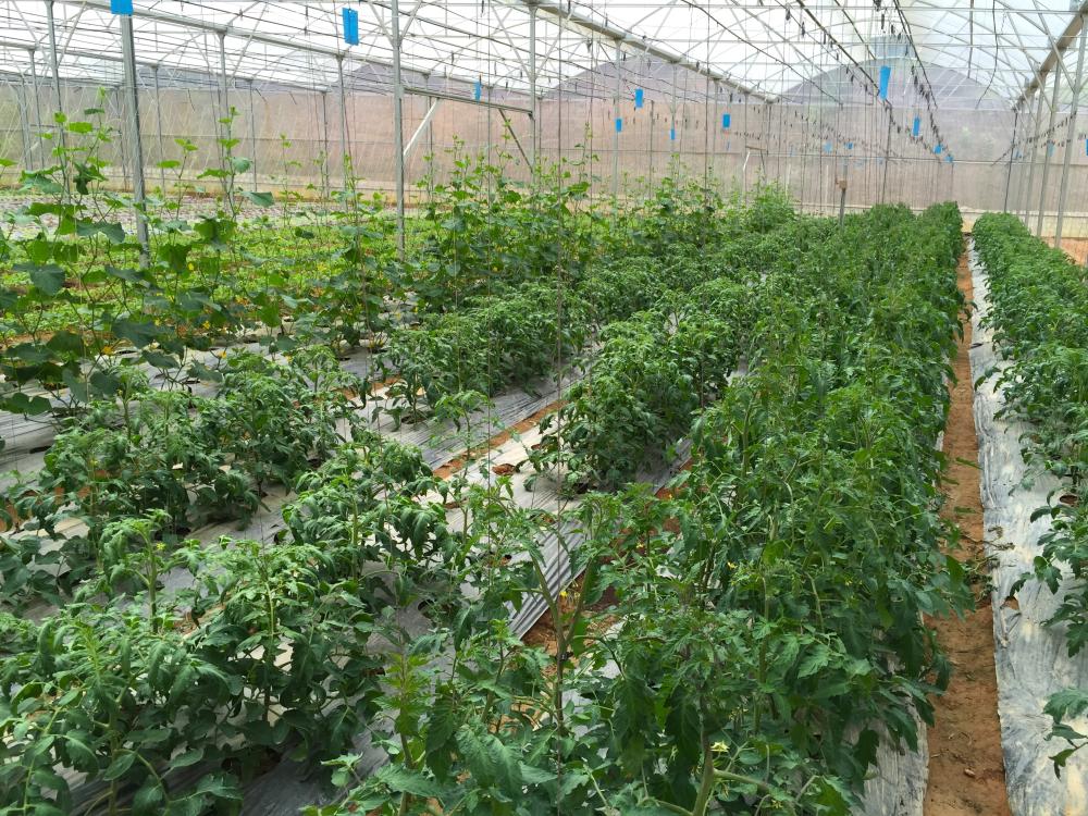 Đề xuất đưa thuế xuất khẩu phân bón về 0%: Cơ hội cho doanh nghiệp Việt?