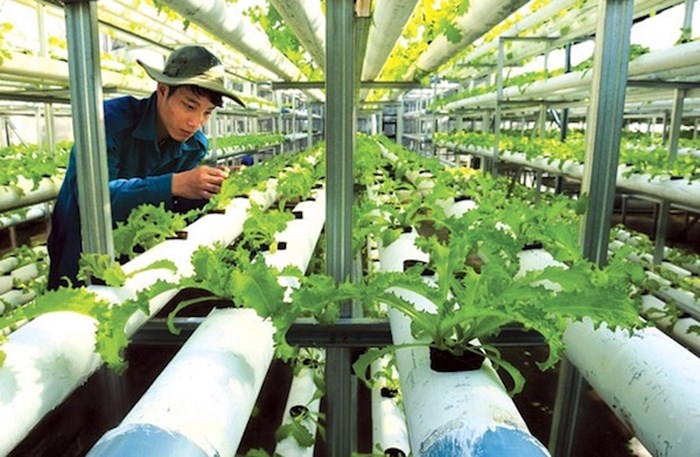 Mở khoá đất đai cho doanh nghiệp nông nghiệp