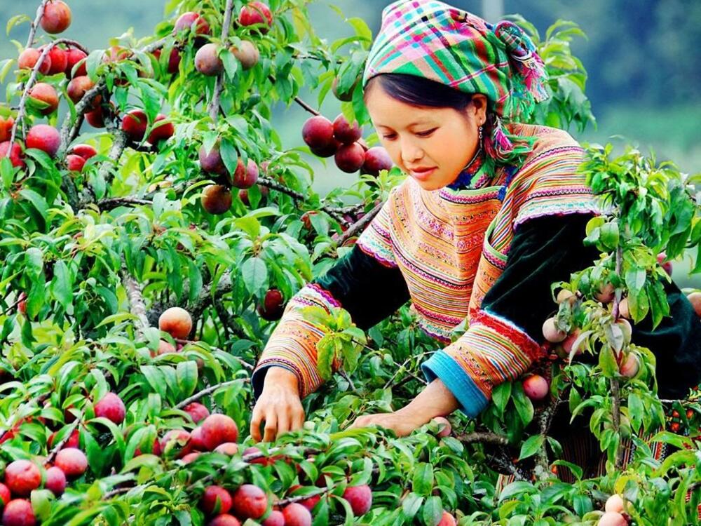Nên ăn 4 - 5 quả mận mỗi ngày để đem lại lợi ích tối đa cho sức khỏe