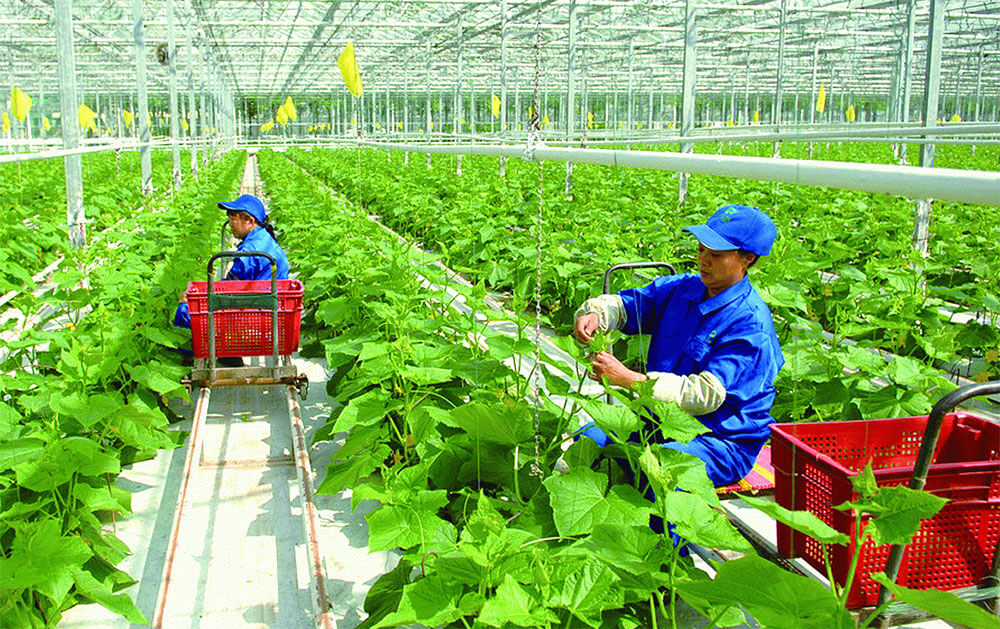 Từ 1/7, dự án nông nghiệp hữu cơ được vay 70% vốn mà không cần thế chấp