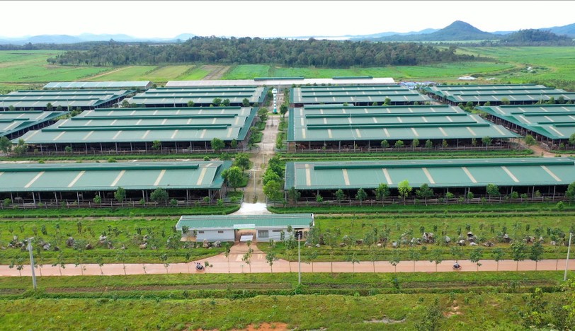 Chủ tịch tỉnh Gia Lai làm việc với THACO AGRI, bàn giải pháp gỡ vướng cho dự án nông nghiệp