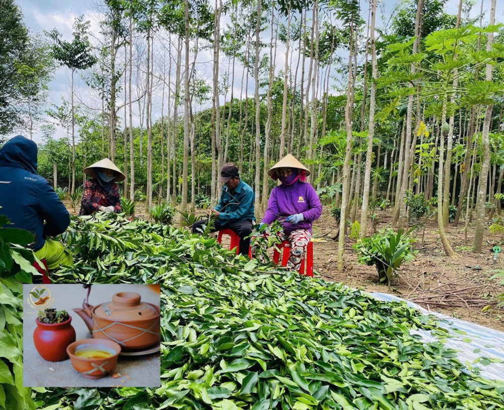 Trà Trầm Hương Tiên Việt: Giải pháp tự nhiên cho giấc ngủ ngon và sức khỏe