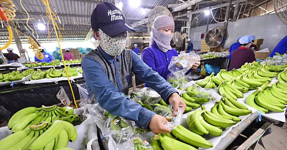 Siết chất lượng từ vùng trồng để giữ thị trường cho nông sản xuất khẩu