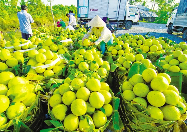 Xử lý nghiêm gian lận mã số vùng trồng, cơ sở đóng gói